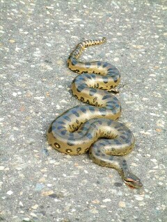 Just a 'little' anaconda, lying on the road