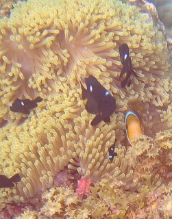 Three-spot Dascyllus and Anemone Fish live within the tentacles of the sea anemone.