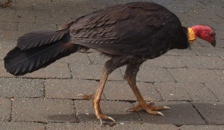 Australian Brush Turkey