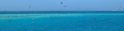 Birds flying over the reefs in Aves de Barlovento