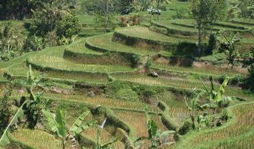 Beautiful Bali rice terraces