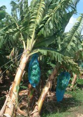 Banana trees with bagged bananas