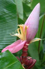 Ornamental Banana Flower