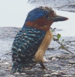 Banded Kingfisher, possibly juvenile. Langkawi, Malaysia