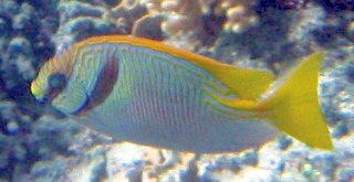 The Barred Rabbitfish