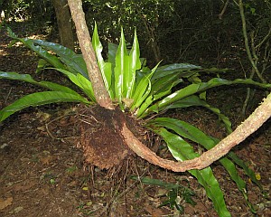 Birds nest Epiphyte, Madagascar