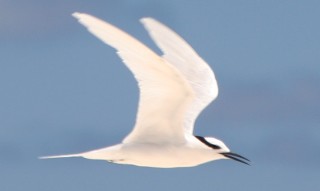 Lovely Black-naped Terns abound in Chagos