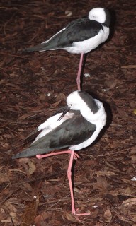 Black Winged Stilts