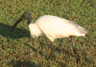 Black-headed Ibis, Yala National Park