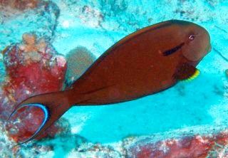 Blackstreak Surgeonfish Acanthurus nigricaudus