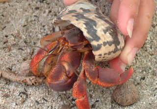 Hermit crab on Isla Blanquilla