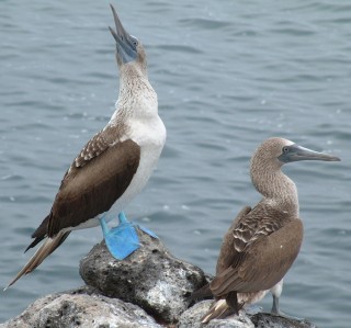 The Blue footed boobies were so cute!