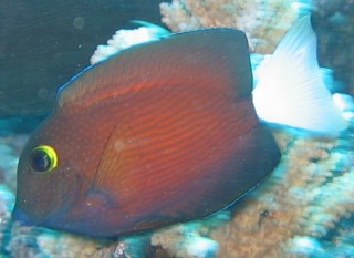 Bluelipped Bristletooth Ctenochaetus cyanochilus