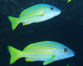 Blue Striped Snappers