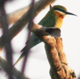 The Blue-Tailed Bee Eater