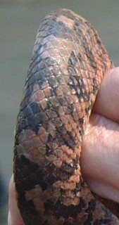 The scales of the Fijian boa.