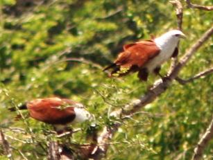 Brahminy Kites in the trees in Yala National Park