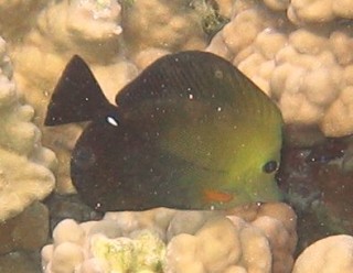 Brushtail Tang Zebrasoma scopas