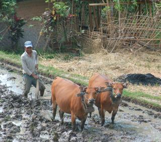 Buffalo plowing a rice paddy for the new crop.
