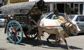 Bare feet, and bullock carts in Kandy