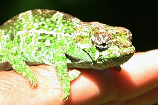 Small chameleon of Montagne d'Ambre, in northern Madagascar
