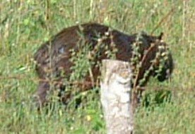 A capybara wanders away from the camera in the high grasses of Los Llanos.