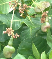 Cashew nut fruits