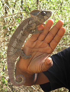 Goulam holds up a lovely chameleon