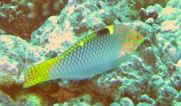 Checkerboard Wrasse, intermediate phase