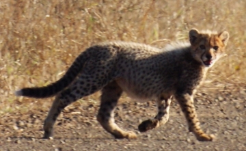 A cheetah cub crosses our road. Kruger Park