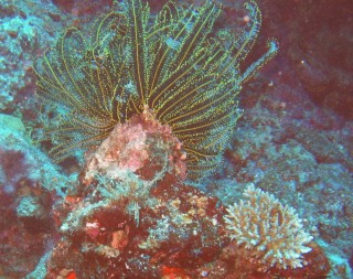 Sue isn't good shooting fish, but the crinoids stay still!