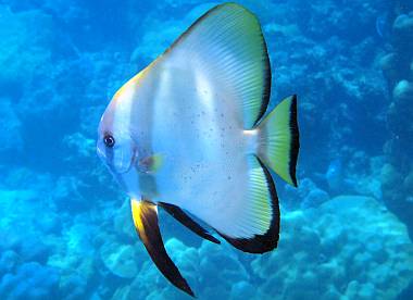 Circular Spade fish like to hang around for food scraps