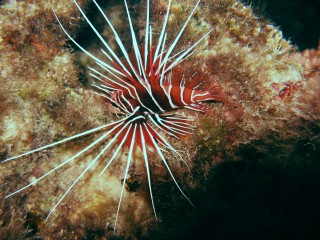 The poisonous Clear-Fin Lion Fish