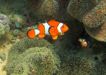 Nemo!  Clown anemonefish in Haddon's anemone