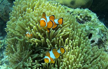 Clown fish guarding their Magnificent Anemone