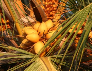 Unripe coconuts in a cluster in the palm