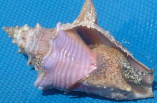 Immature Queen Conch (was returned to the ocean)