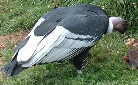 Male Andean Condor