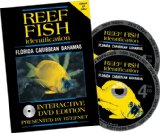Look at "Caribbean Reef Fish Identification:" on Amazon