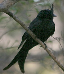 Crested Drongo