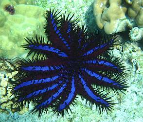 A bright blue and black Crown of Thorns Starfish, Thailand