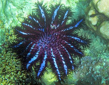 Crown of Thorns Starfish have poisonous spines