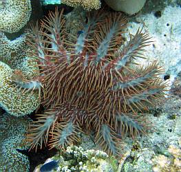 A pale blue variation of the Crown of Thorns Starfish, Indonesia