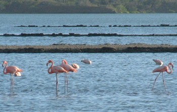 Living lawn ornaments in a pond in Curacao