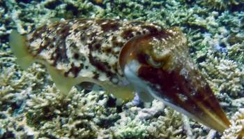 Cuttlefish are masters at camouflage