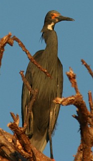 A dark Dimorphic Egret, Moramba Bay, Madagascar