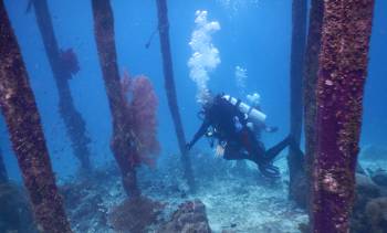 Divers under the Yanbuba Pier with good viz