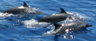 Dolphins joined us en route to Maldives