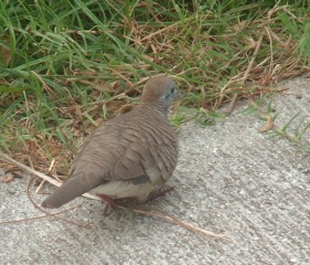 The tiny zebra dove is fairly tolerant of humans.