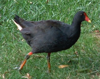 Dusky Moorhen on lawn by Canberra lake.